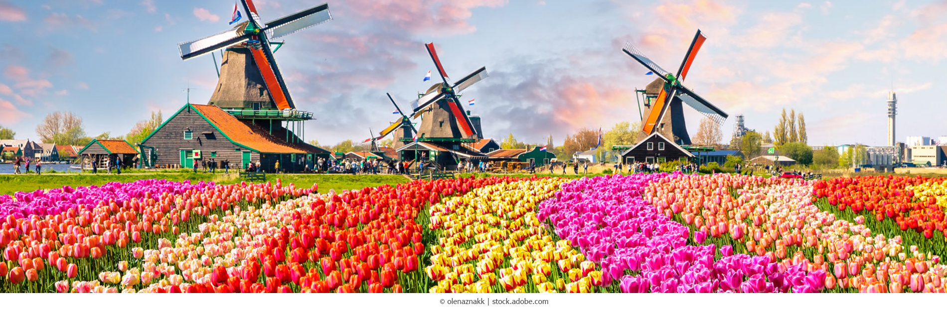 Tulpenblüte in Holland mit Windmühlen
