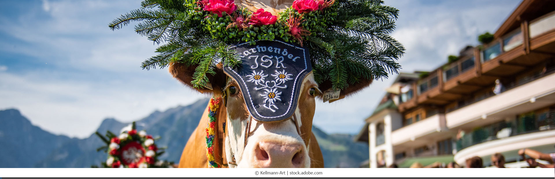 Almabtrieb, festlich geschmückte Kuh
