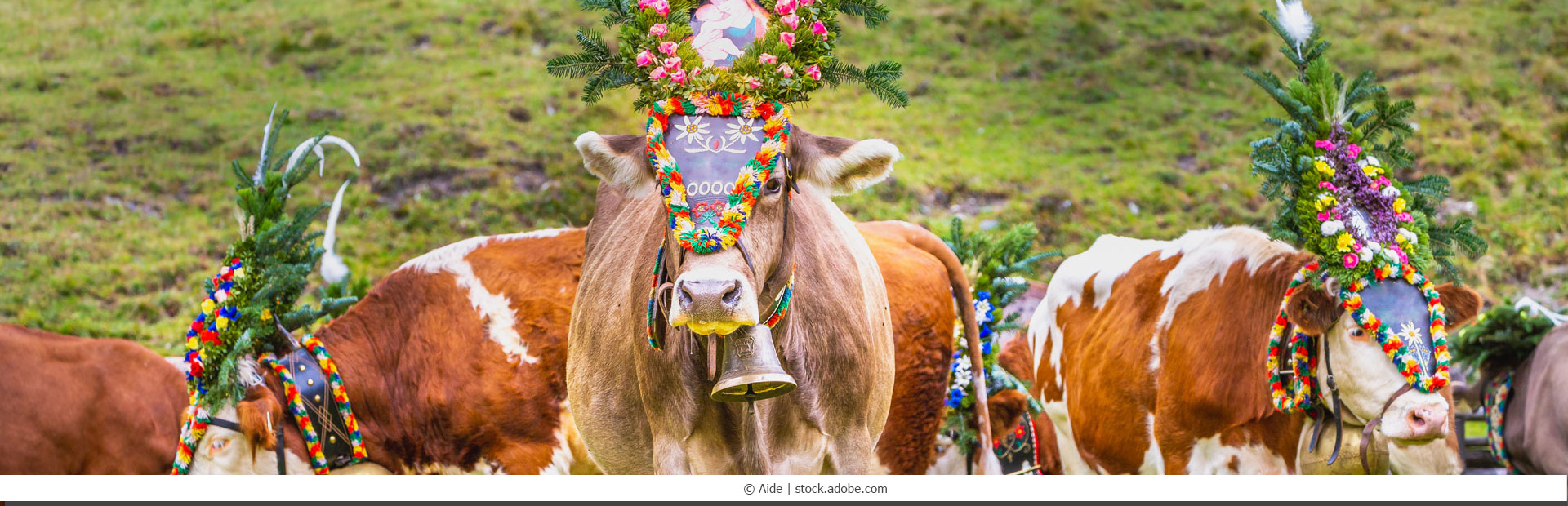 Almabtrieb, festlich geschmückte Kühe